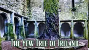 Irish yew