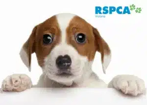 RSPCA - Animal Rights and Humanity Dick