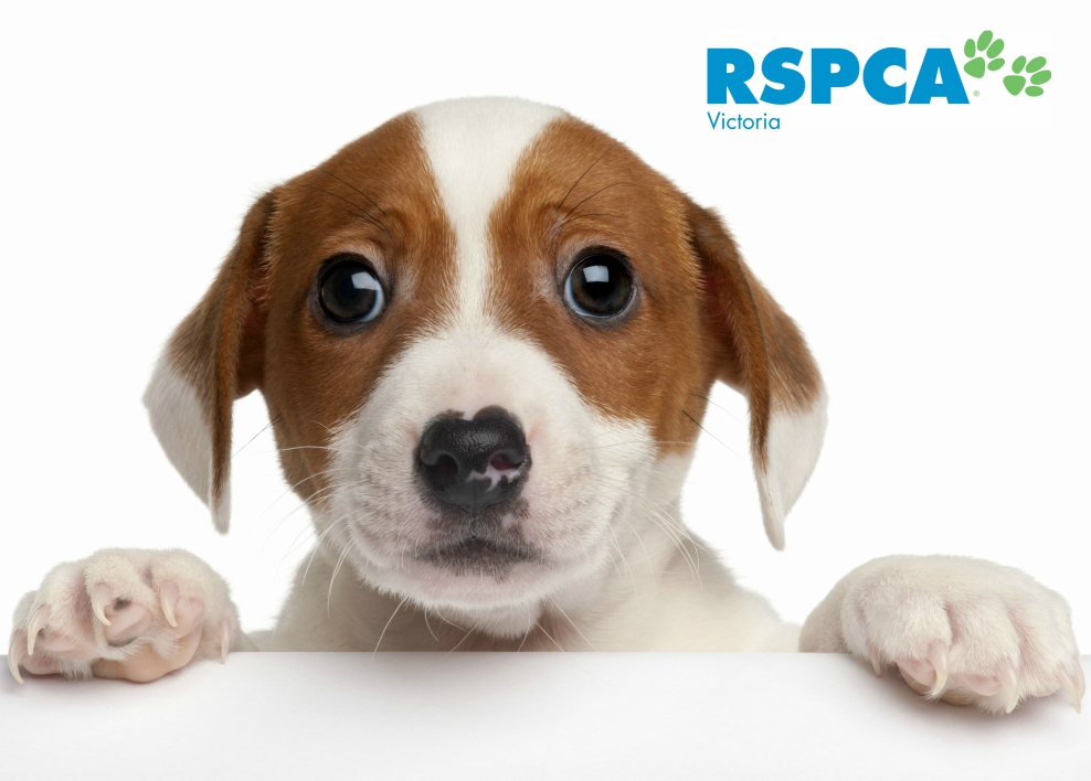 RSPCA RSPCA