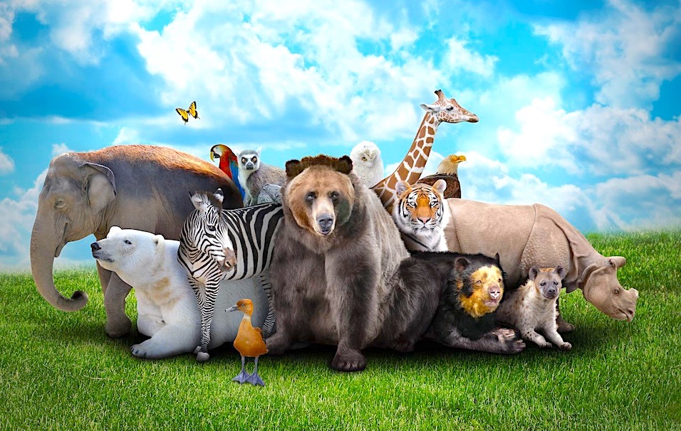 20235498 - a group of animals are together on a nature background with text area. animals range from an elephant, zebra, bear and rhino.
