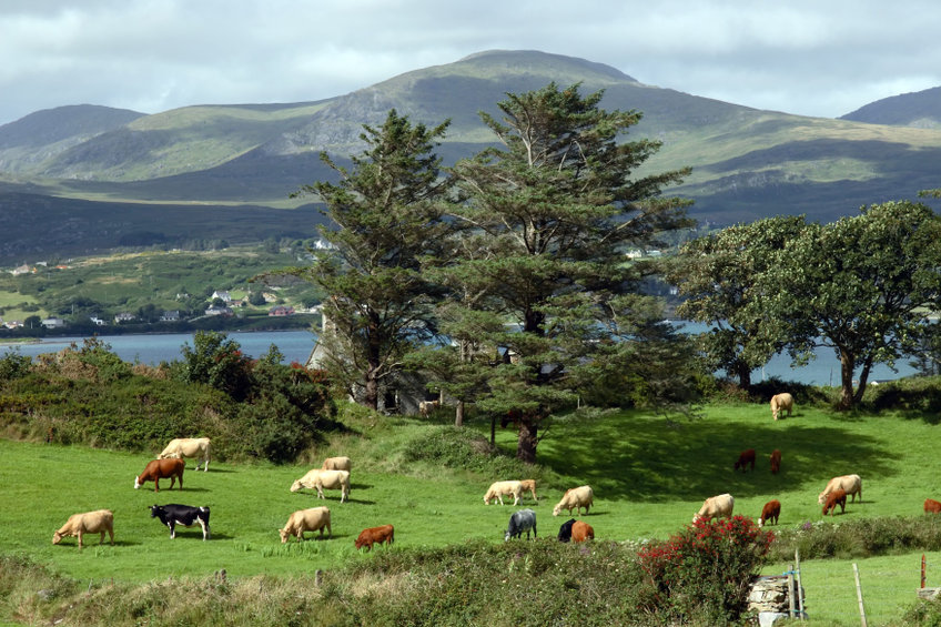 an irish island meadow with cattle grazing on lush green grass