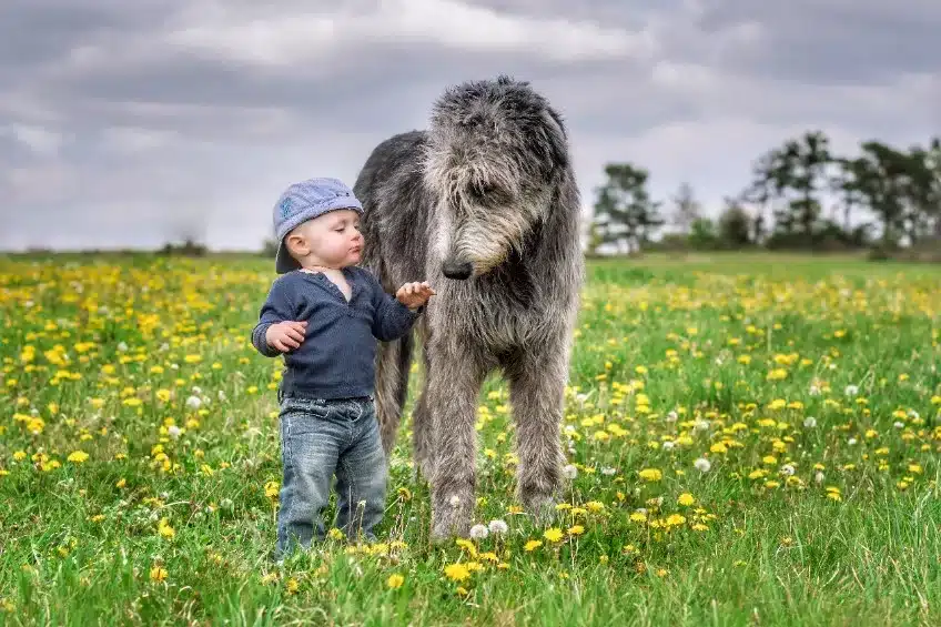 Boy and Irish Wolfhound Boy and Irish Wolfhound