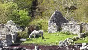 Abandoned Homestead County Galway - The Quiet Man, Country Girls and Restoring Castles
