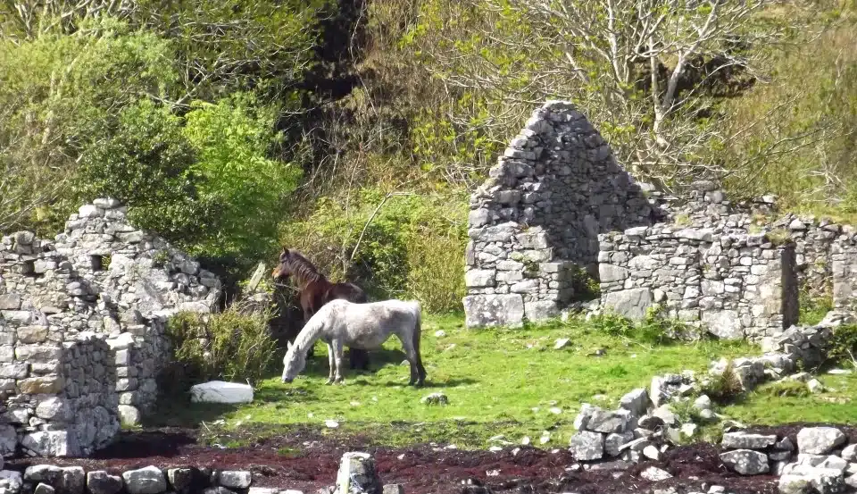 Abandoned Homestead, County Galway