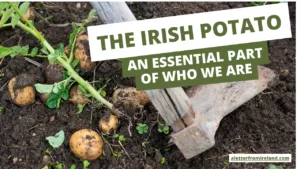 The Irish Potato - An Essential Part of Who we Are