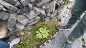 thumb 60 - Aran Island Remedies, County Galway