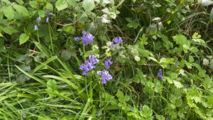 thumb 2025 07 08T185615.511 - Irish Flowers of May, County Kerry